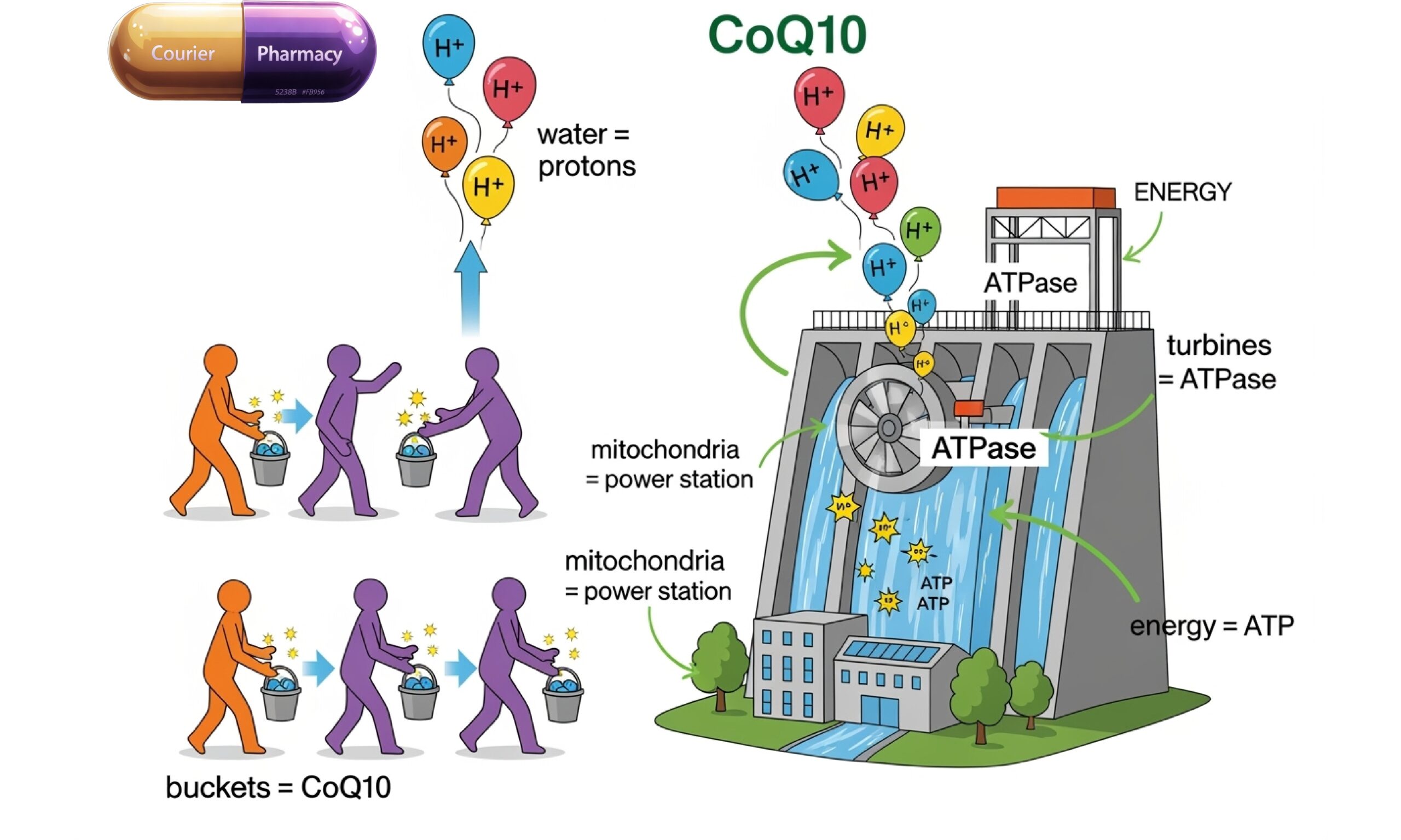 How CoQ10 works courierstaging.mystagingwebsite.com