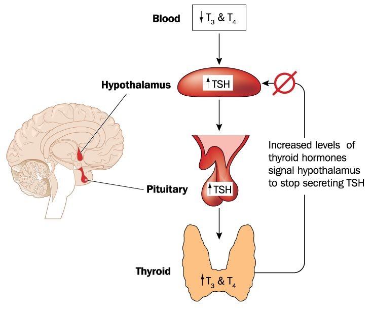 Hypothalamus pituitary thyroid feedback loop courierstaging.mystagingwebsite.com